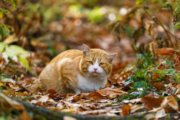 A adorable ginger cat sits serenely amidst a backdrop of vibrant yellow autumn foliage. Shallow focus.
