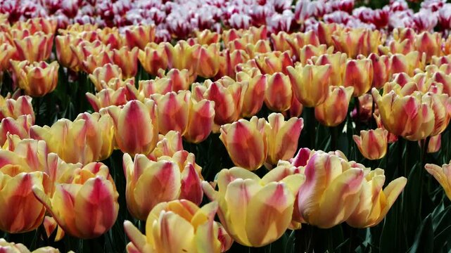 A detailed panoramic view of a large bed of red and white tulips in full bloom at the Balchik Botanical Garden, filmed with smooth camera movement.