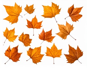 Collection of autumn leaves in various shapes and sizes against a white background
