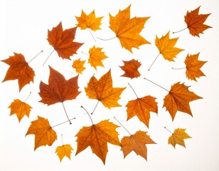Fototapeta premium Maple leaves scattered on a light background showcasing vibrant fall colors and unique shapes during autumn season