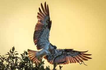 Majestic Osprey Landing at Sunset, Backlit by Golden Light
