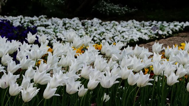 A large bed of blooming white tulips in the Balchik Botanical Garden, filmed with a smooth panoramic camera movement showing the bright flowers and greenery.