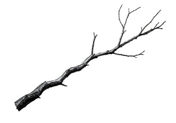 A single dry gnarled tree branch with many small twigs isolated on transparent background