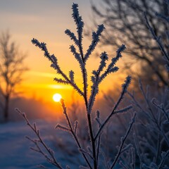 Obraz premium Winter sunrise with frosty branches