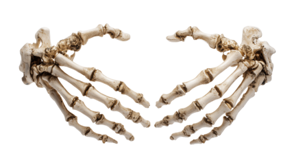 Skeleton hands