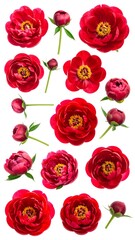 Isolated, vibrant red peonies and buds on white