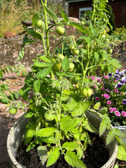 tomato plants in a greenhouse