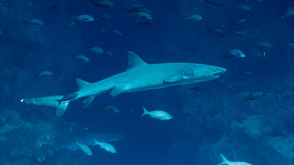 Reef Shark Swimming Among Schooling Fish in Deep Blue Ocean &ndash; Underwater Wildlife Scene from Gal&aacute;pagos Islands