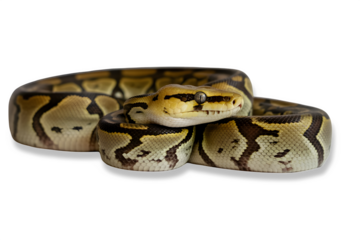 A coiled python on transparent background.