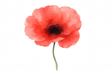 Red poppy flower watercolor illustration with transparent background, symbolizing remembrance, peace, and spring season