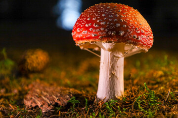 fly agaric mushroom