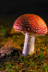fly agaric mushroom