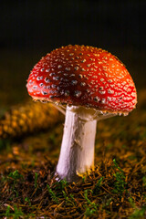 fly agaric mushroom