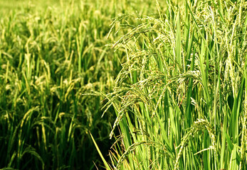Rice fields in the morning. Agricultural and farming concept in the countryside.