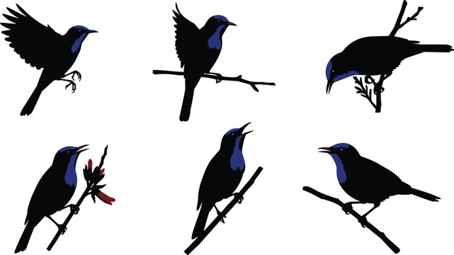 Blue and black bird silhouettes perched on branches, flying, singing, feeding, resting, nature wildlife vector illustration for seasonal, educational, decorative content