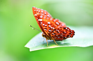 &nbsp;Beautiful butterfly&nbsp; in nature habitat, Nice insect sitting on the leave. Nature in tropical forest.