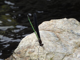 A dragonfly on a rock in the stream