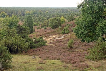 Der Totengrund bei Wilsede in der Lüneburger Heide im September