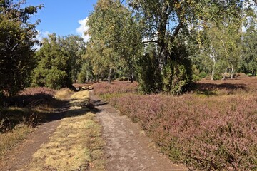 Die Ellerndorfer Wacholderheide im September