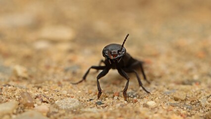 Schwarzer Moderkäfer (Ocypus olens)