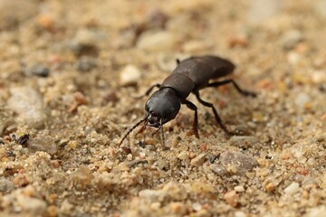 Schwarzer Moderkäfer (Ocypus olens)