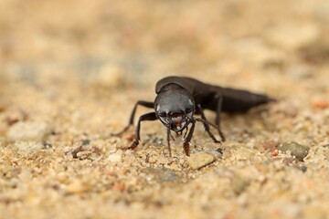 Schwarzer Moderkäfer (Ocypus olens)