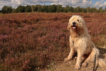 Goldendoodle sitzt vor Heidelandschaft