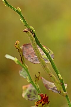 Raupe des Birkenspanners (Biston betularia) an Heidekraut (Calluna vulgaris)