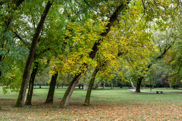 Naklejka premium Leaning trees with green and yellow foliage in autumn park