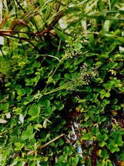 The green leaves of a grass plant