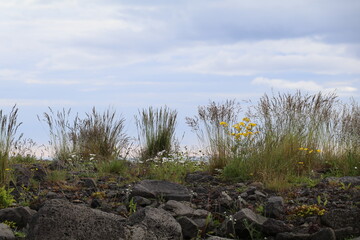 resilient plants growing under harsh conditions on a breakwater of volcanic stone on the Icelandic south coast