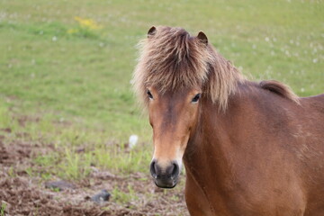 icelandic horse with manes blowing in the wind