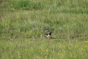 adult and young oystercatch foraging in a green meadow