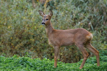 A young male roe deer stands perpendicular to the camera lens on a green clover against bushes on a cloudy autumn day.	
