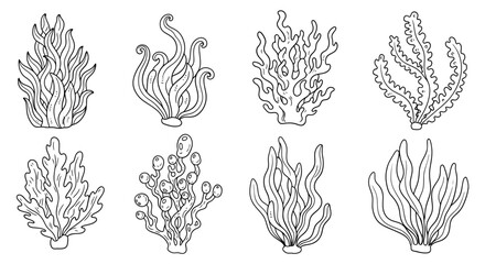 A diverse collection of hand-drawn algae and seaweed illustrations offers various botanical