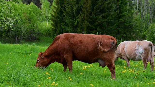 Cows grazing in meadow with dandelions and trees