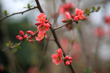 Coral chaenomeles in bloom in the city