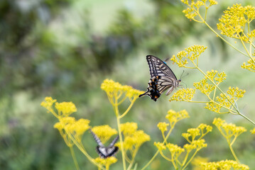 秋の七草オミナエシにアゲハチョウが乱舞　滋賀県大津市びわこ文化公園