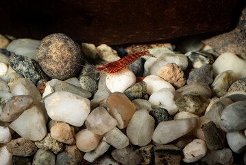 Red cherry shrimp resting on green aquatic plant in freshwater aquarium. Macro shot showing details of the shrimp and natural tank environment, ideal for aquascaping or pet hobby visuals.