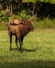 A large bull elk bugling