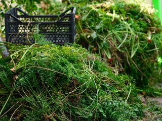 Large piles of freshly harvested carrot tops with a black plastic crate resting nearby