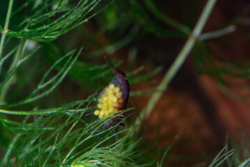 Red cherry shrimp carrying yellow eggs on a green aquatic plant, macro close-up. Ideal for aquarium life, freshwater shrimp breeding, or underwater wildlife concepts.