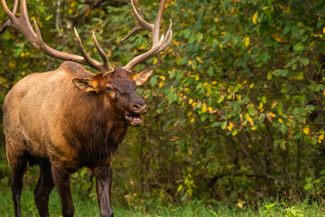 A large bull elk bugling
