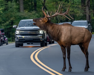 A bull elk crossing a road 