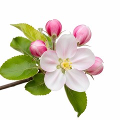 Obraz premium Apple Blossom Close-up. A detailed of a pink apple blossom with leaves and buds.