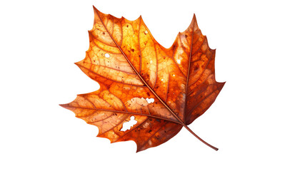 Obraz premium Realistic Decaying Orange-Brown Leaf with Torn Margin and Detailed Structure, Fall Season Element Isolated