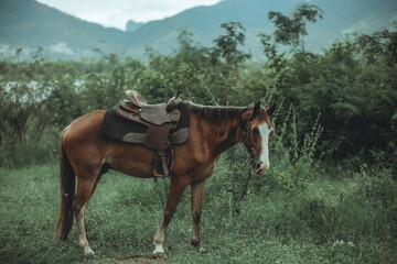 Obraz premium Brown Horse with Saddle in Lush Green Landscape