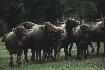Curious Water Buffalos Grazing in Lush Green Pasture