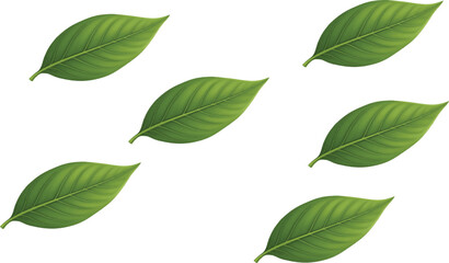 This minimalist presentation emphasizes the natural beauty of the leaves, allowing their details to stand out.  Each leaf is uniform in size and shape, which creates a sense of harmony and order. 