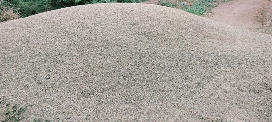 
Pile of moong's staw in agriculture field. Dried straw of moong or green legume after cultivation. It's use for feeding animals in india. Animal food. 